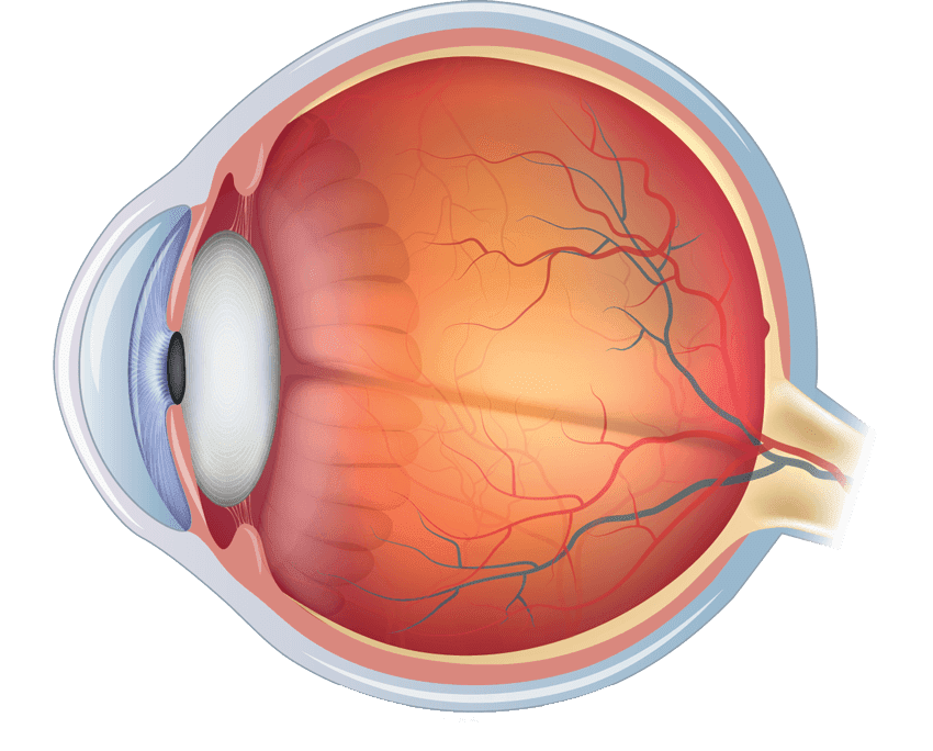 ÓPTICA DELSOL- servicios de óptica