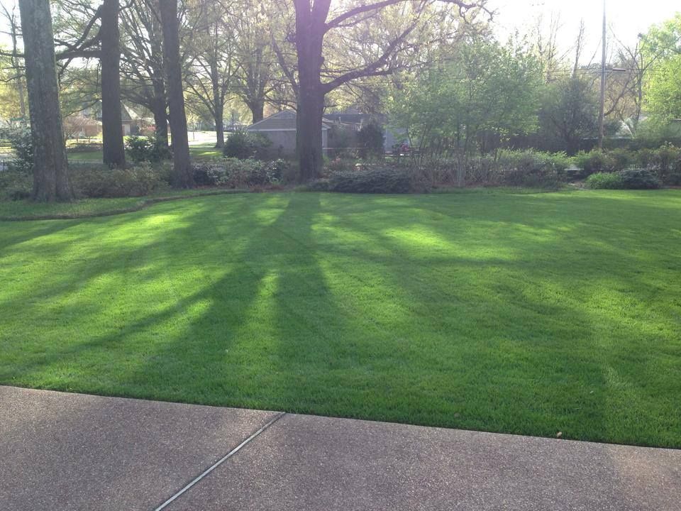 A lush green lawn with trees in the background