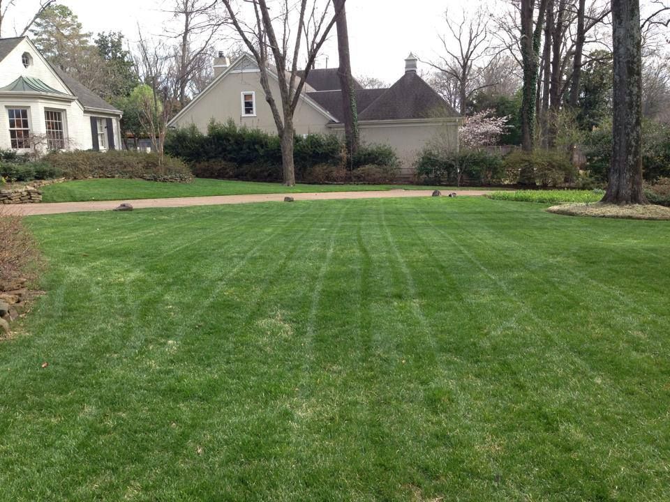 A lush green lawn in front of a house with a driveway.