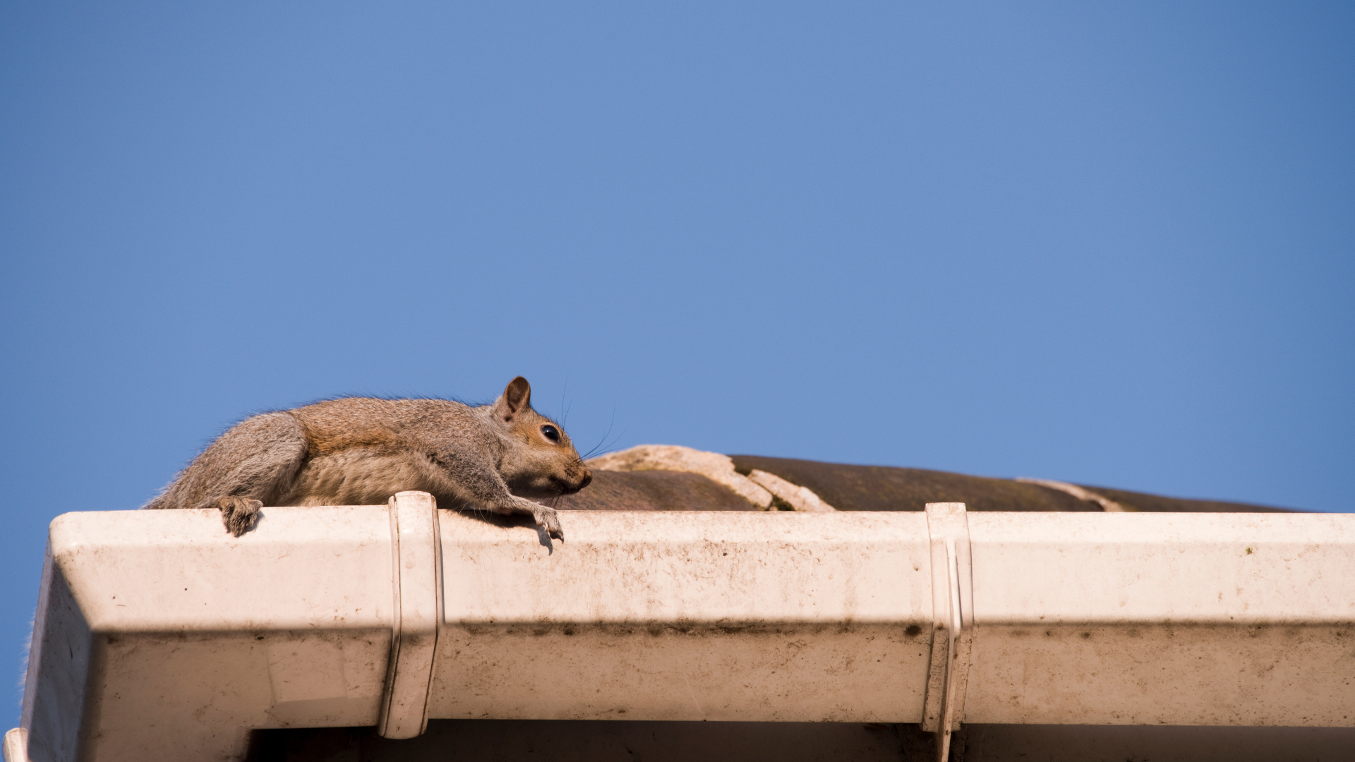 Squirrel resting on a white gutter under a clear blue sky.