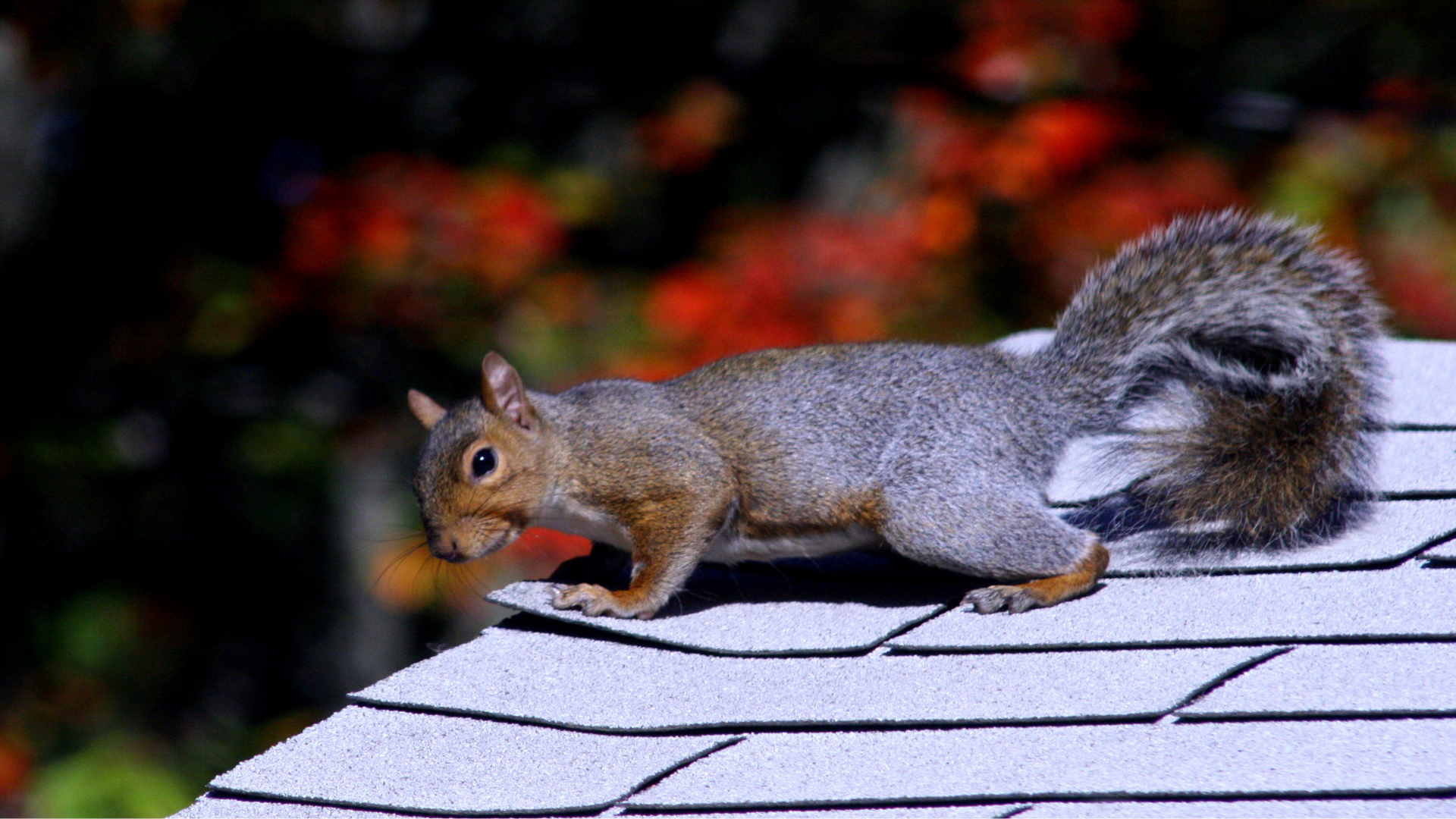 Squirrel on a shingled roof, looking left with background of autumn foliage.