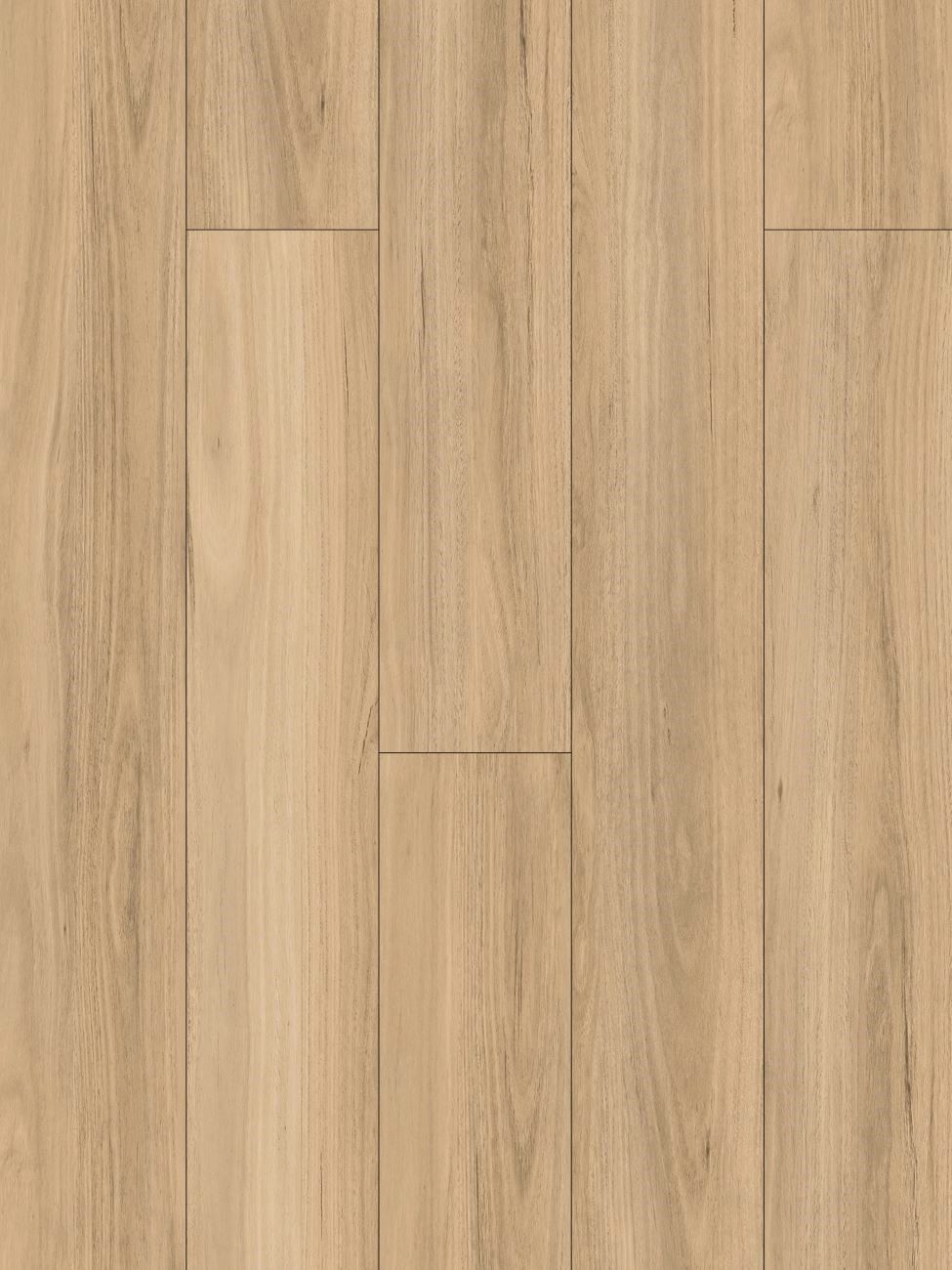NSW Blackbutt