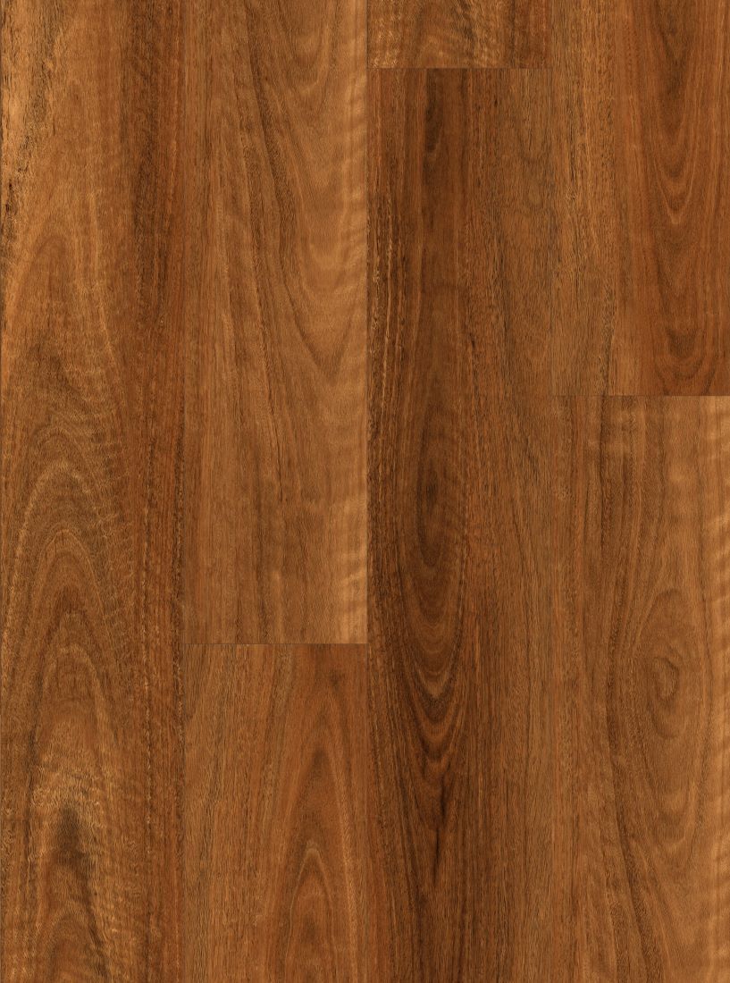 Spotted Gum