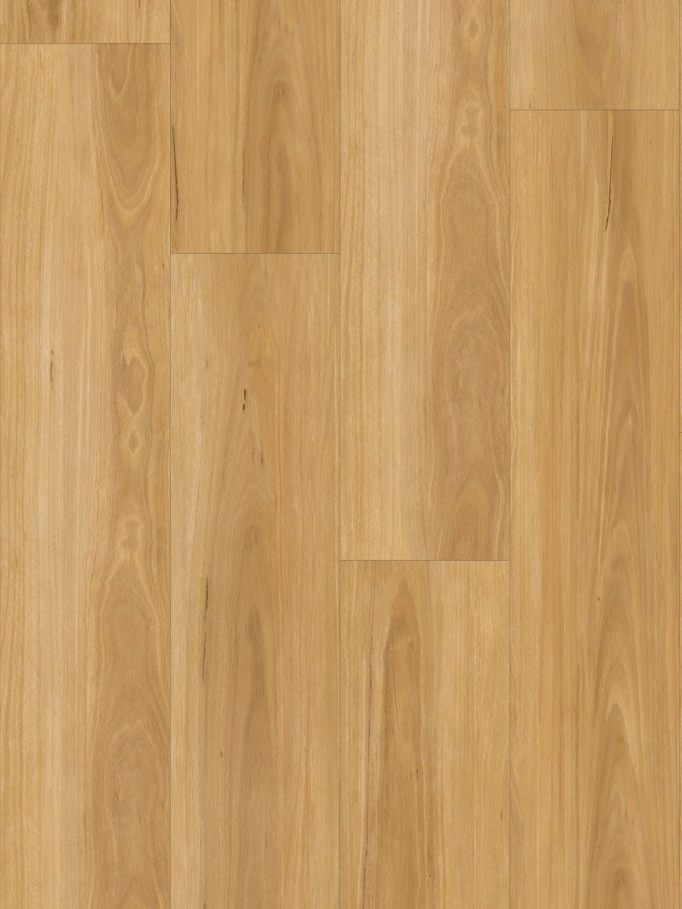 New England Blackbutt