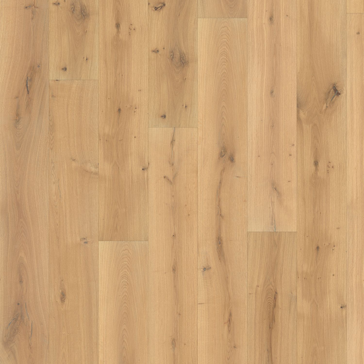 Acacia colour