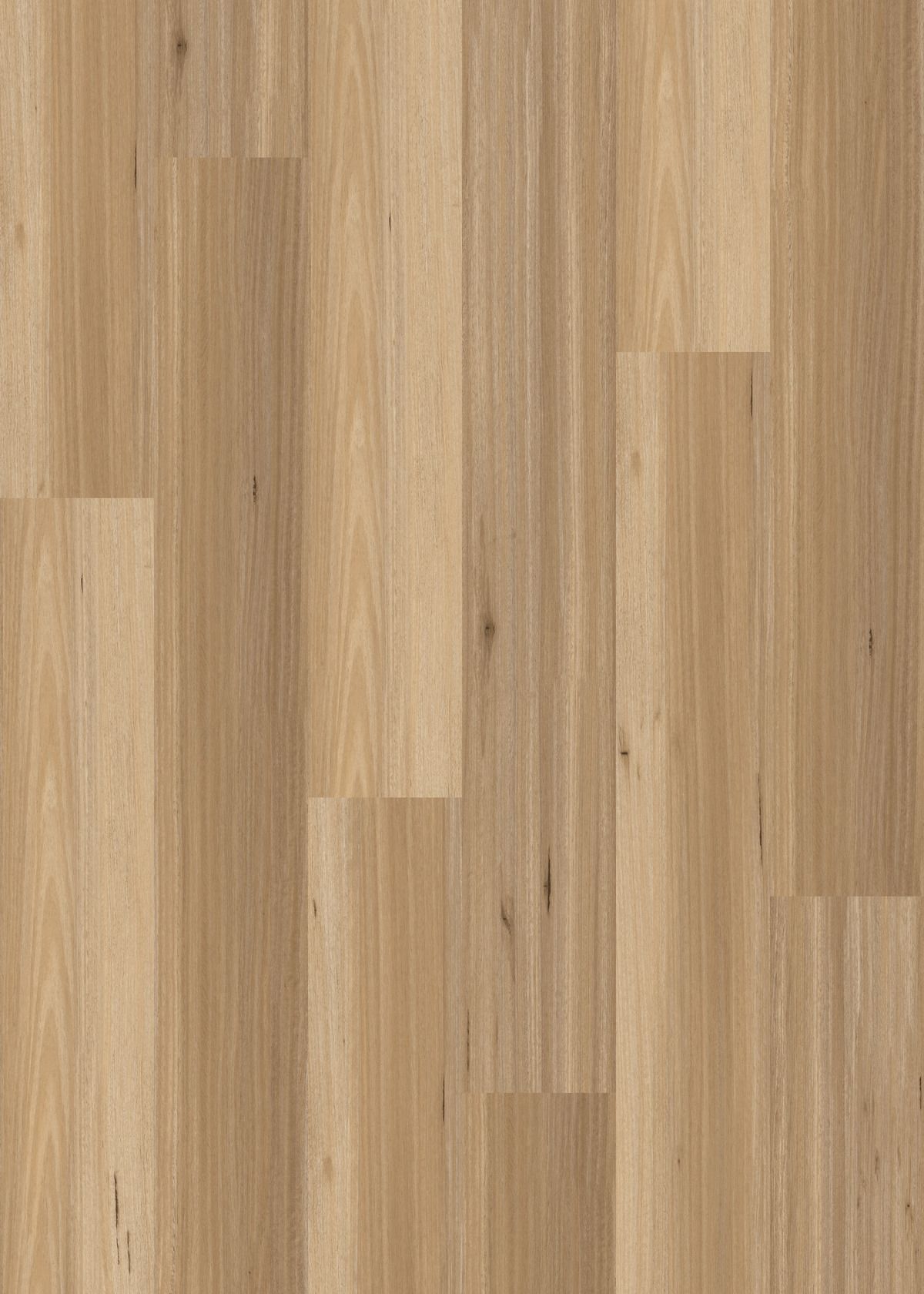 Blackbutt