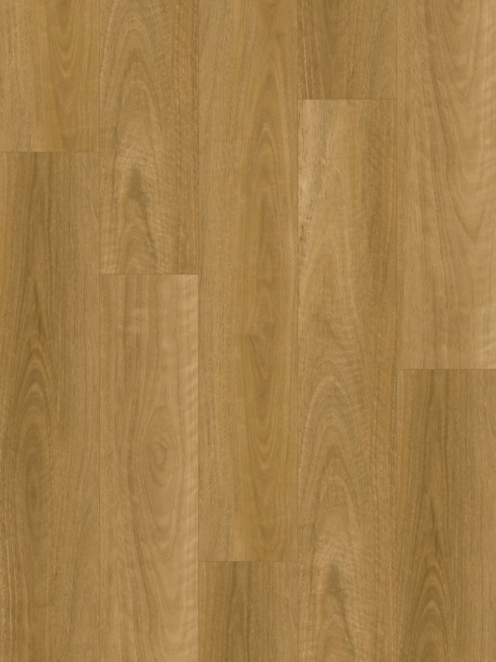 Eastern Blackbutt