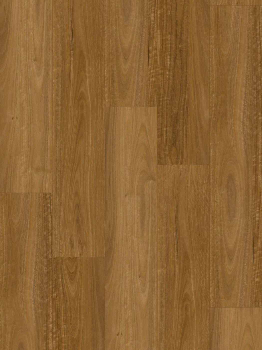 Eastern Spotted Gum