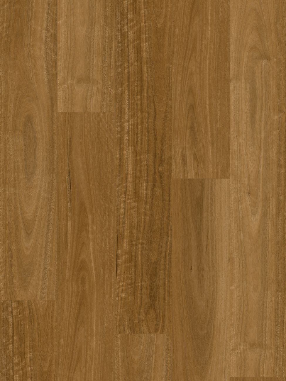 Sunshine Spotted Gum