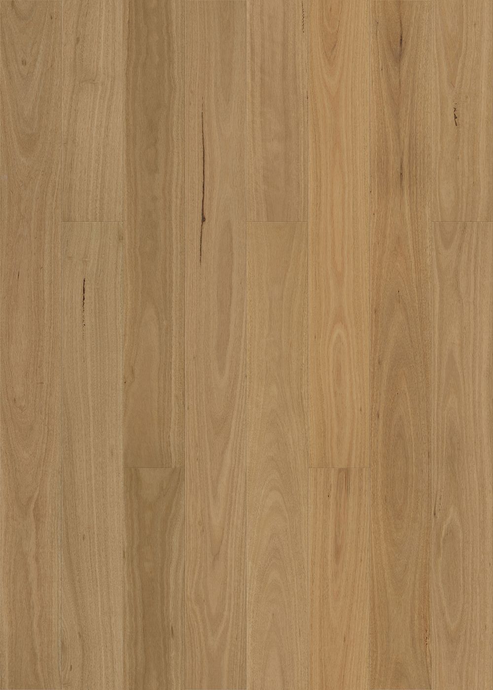 Smooth Blackbutt