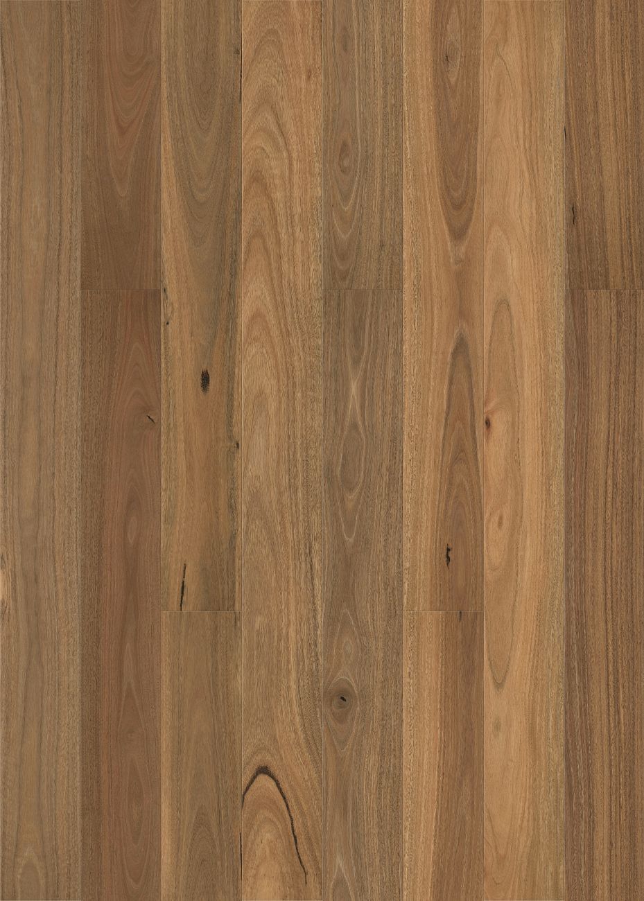 Smooth Spotted Gum