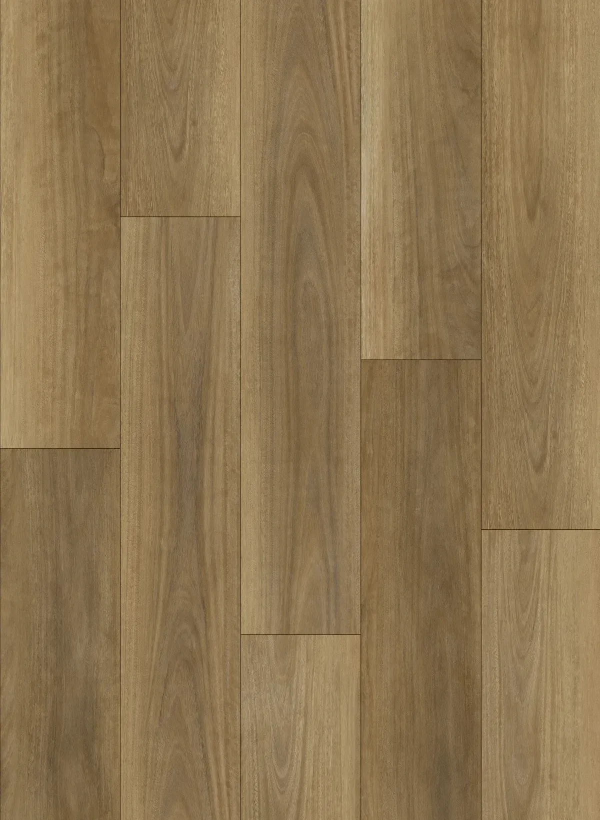 Northern Spotted Gum