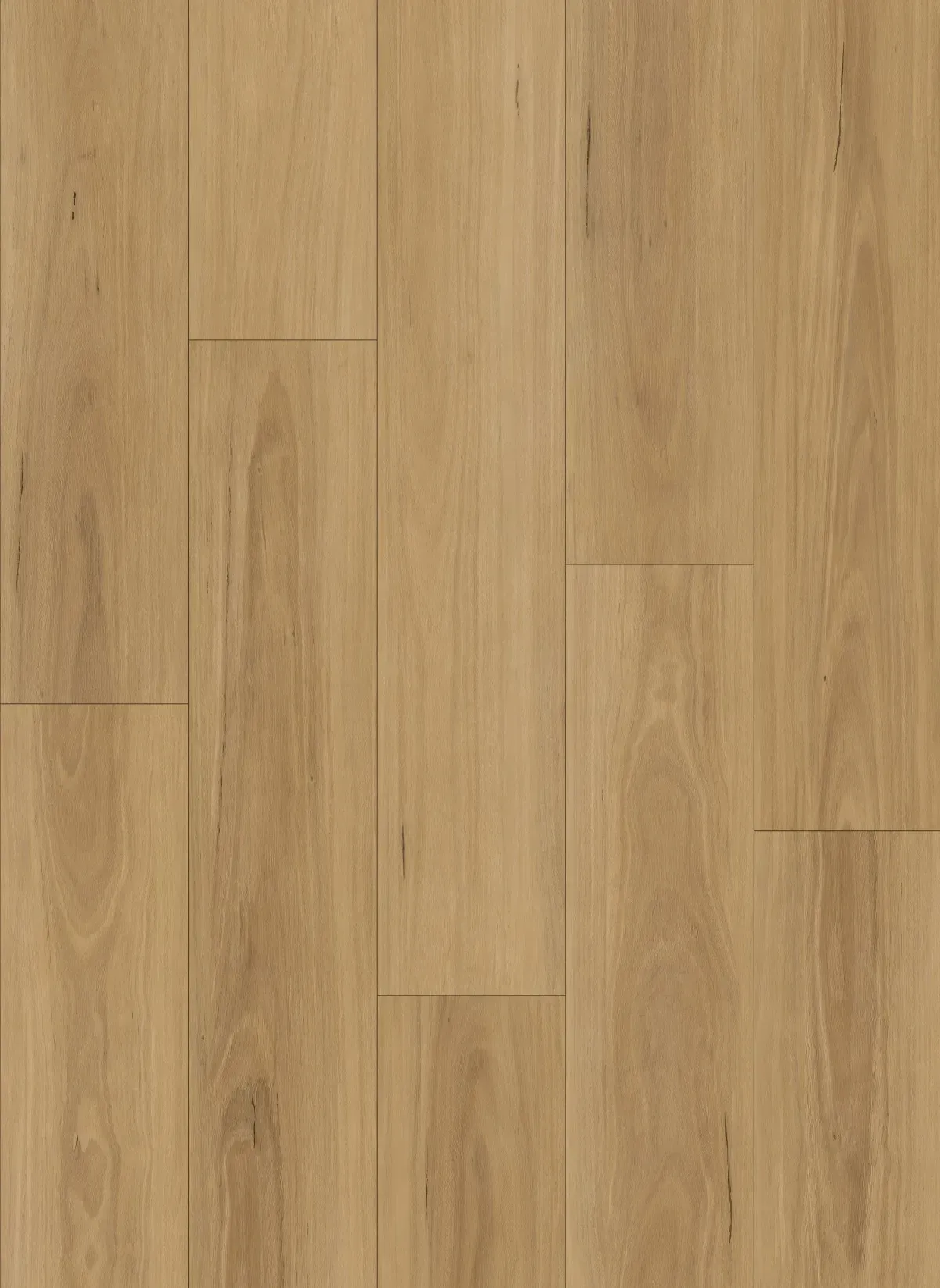 Pacific Blackbutt