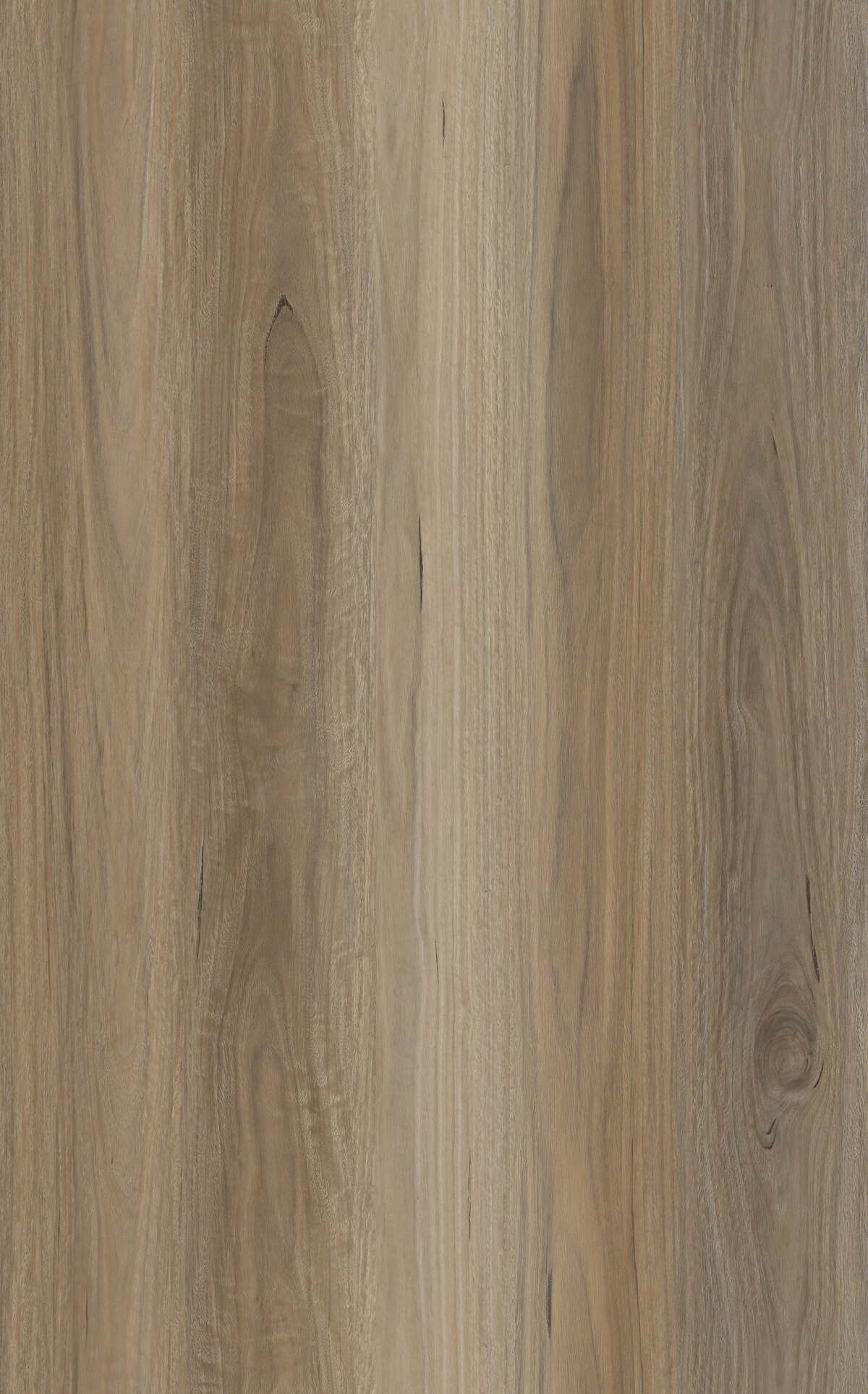 Alpha Hybrid winter oak