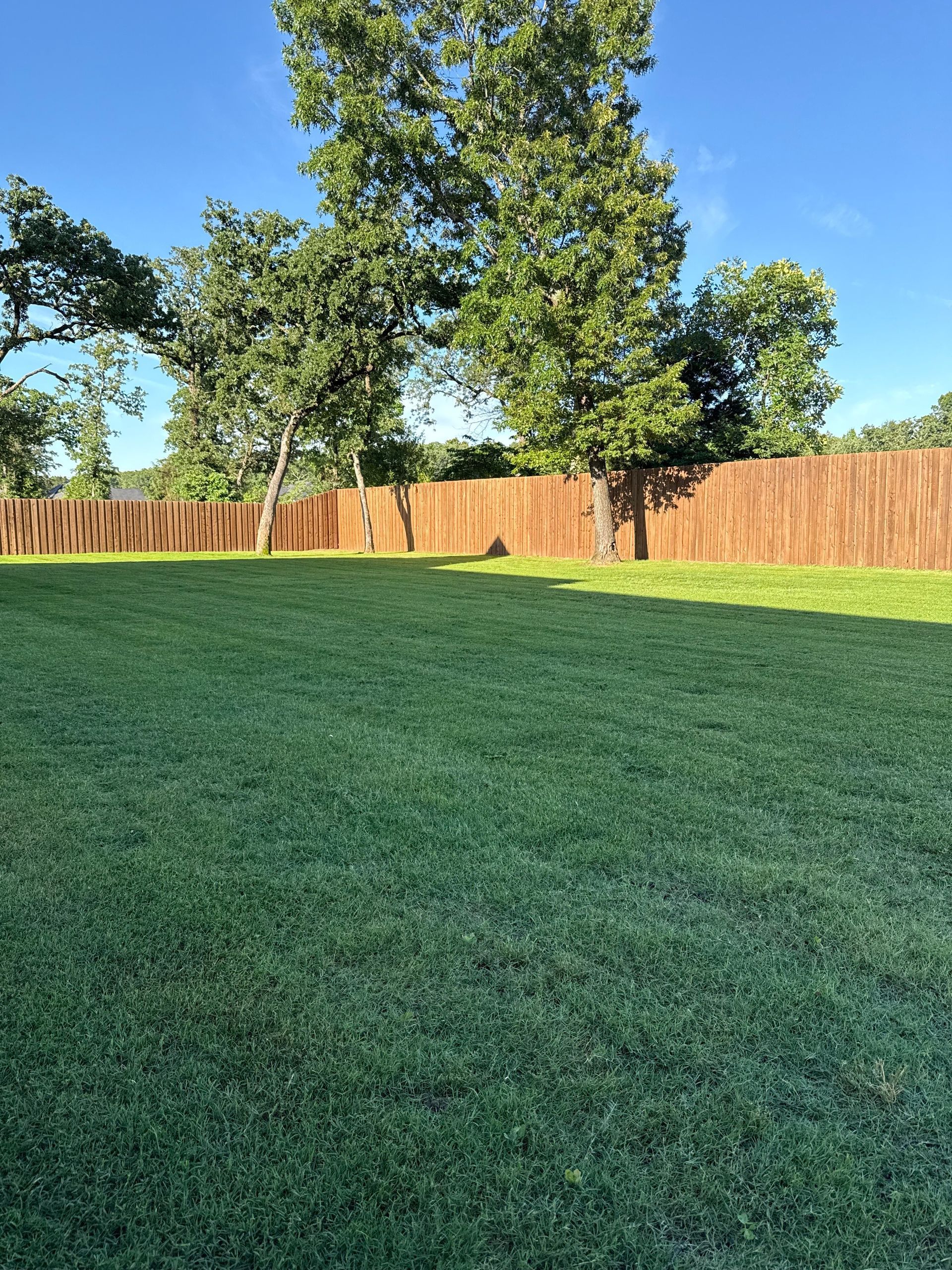 Lush green lawn with a wooden fence in the background, under a clear blue sky.