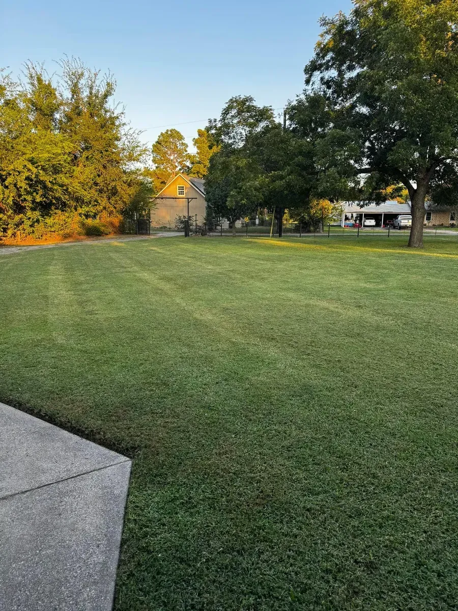 A lush green lawn with trees in the background and a sidewalk in the foreground.