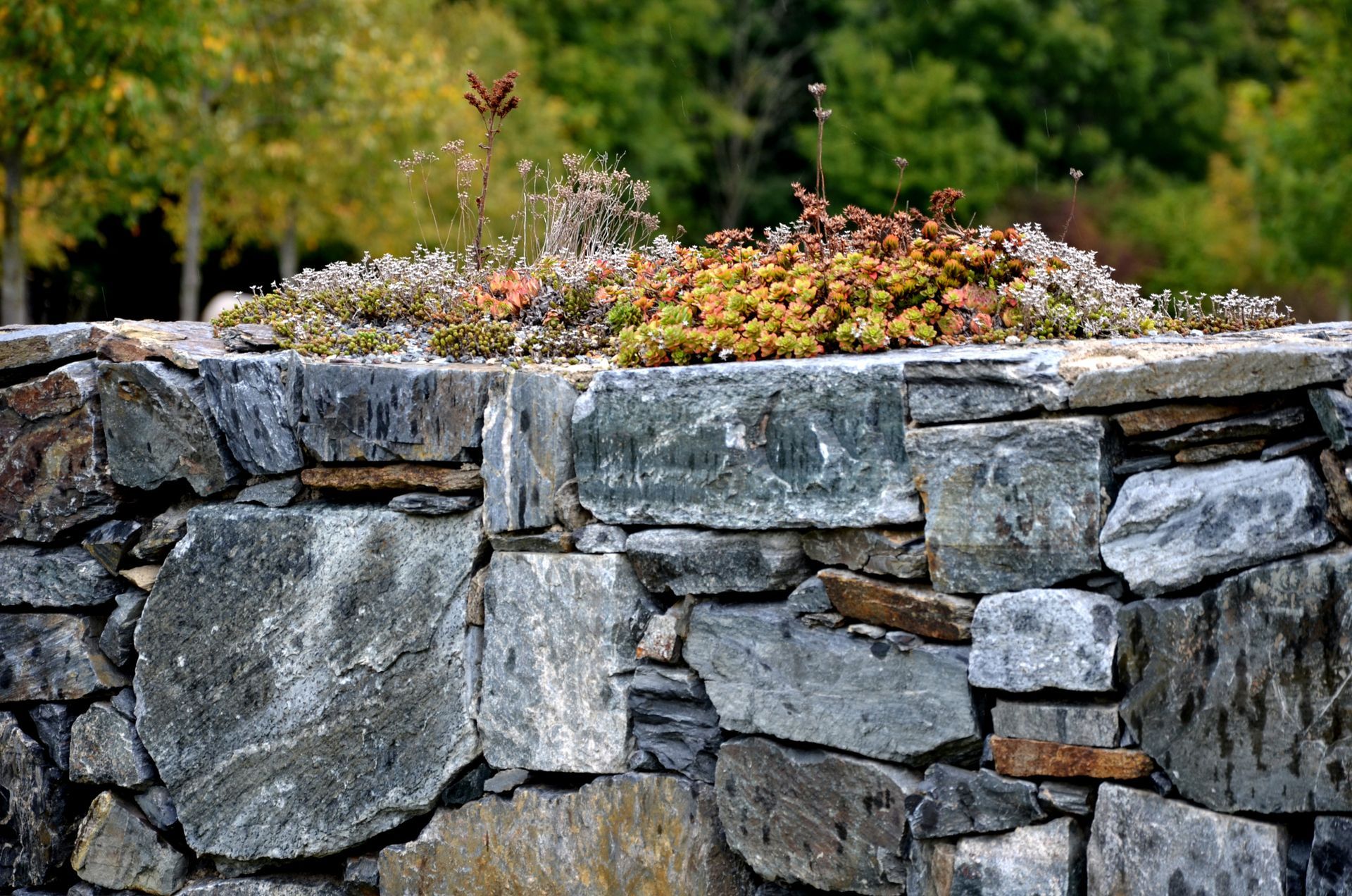 A textured retaining stone wall featuring vibrant plants on top A textured retaining stone wall featuring vibrant plants on top