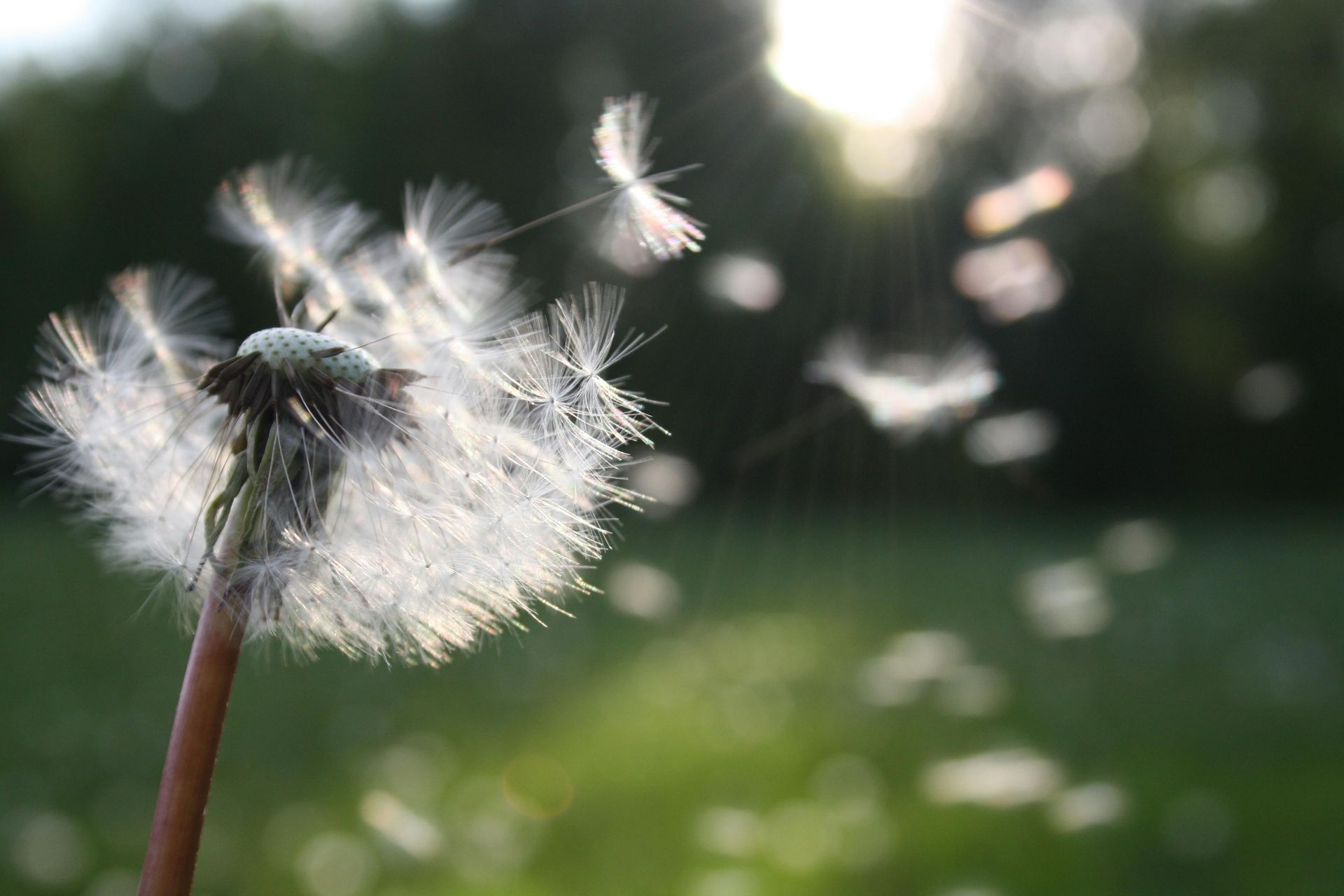Dandelion seed head with fluffy seeds blowing away in the wind, green background, sunlight.