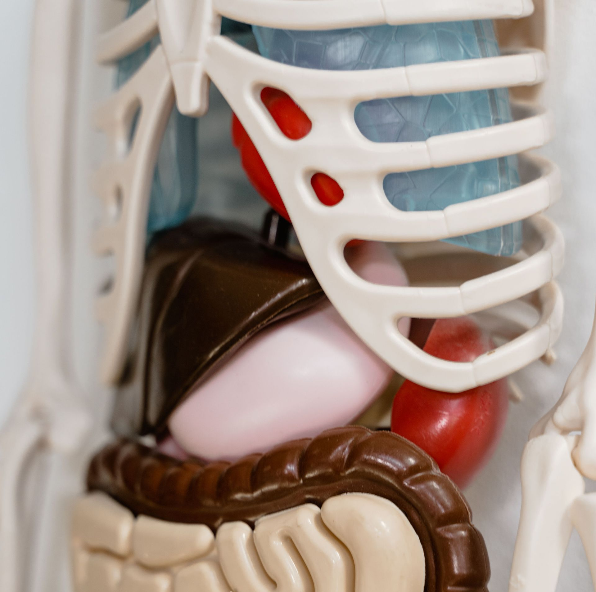 Close-up of a human torso anatomy model showing organs behind rib cage bones