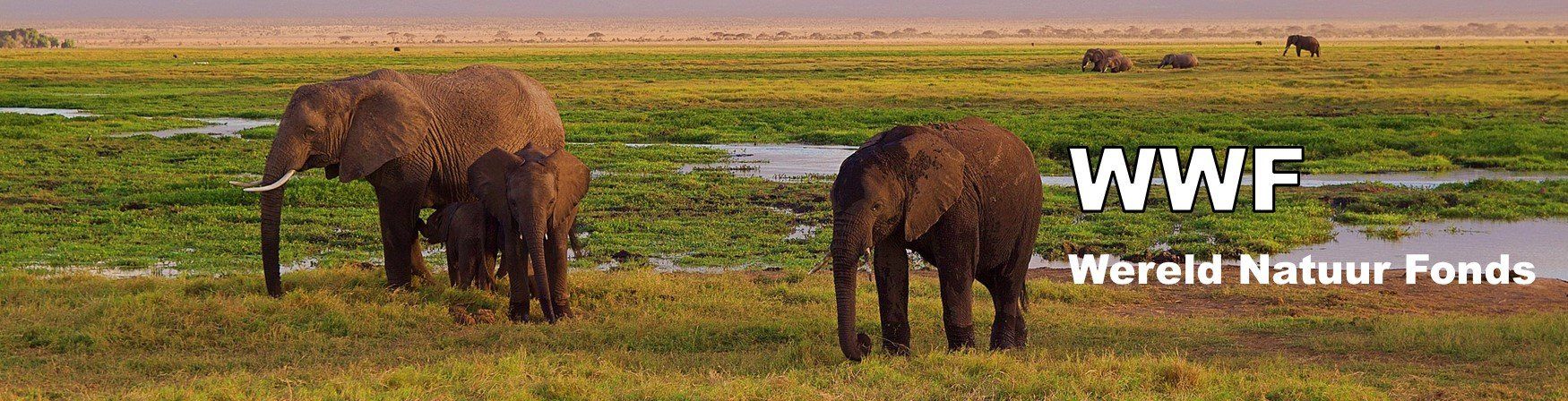 Naar de website van WWF Phoenix Urnen steunt het WWF