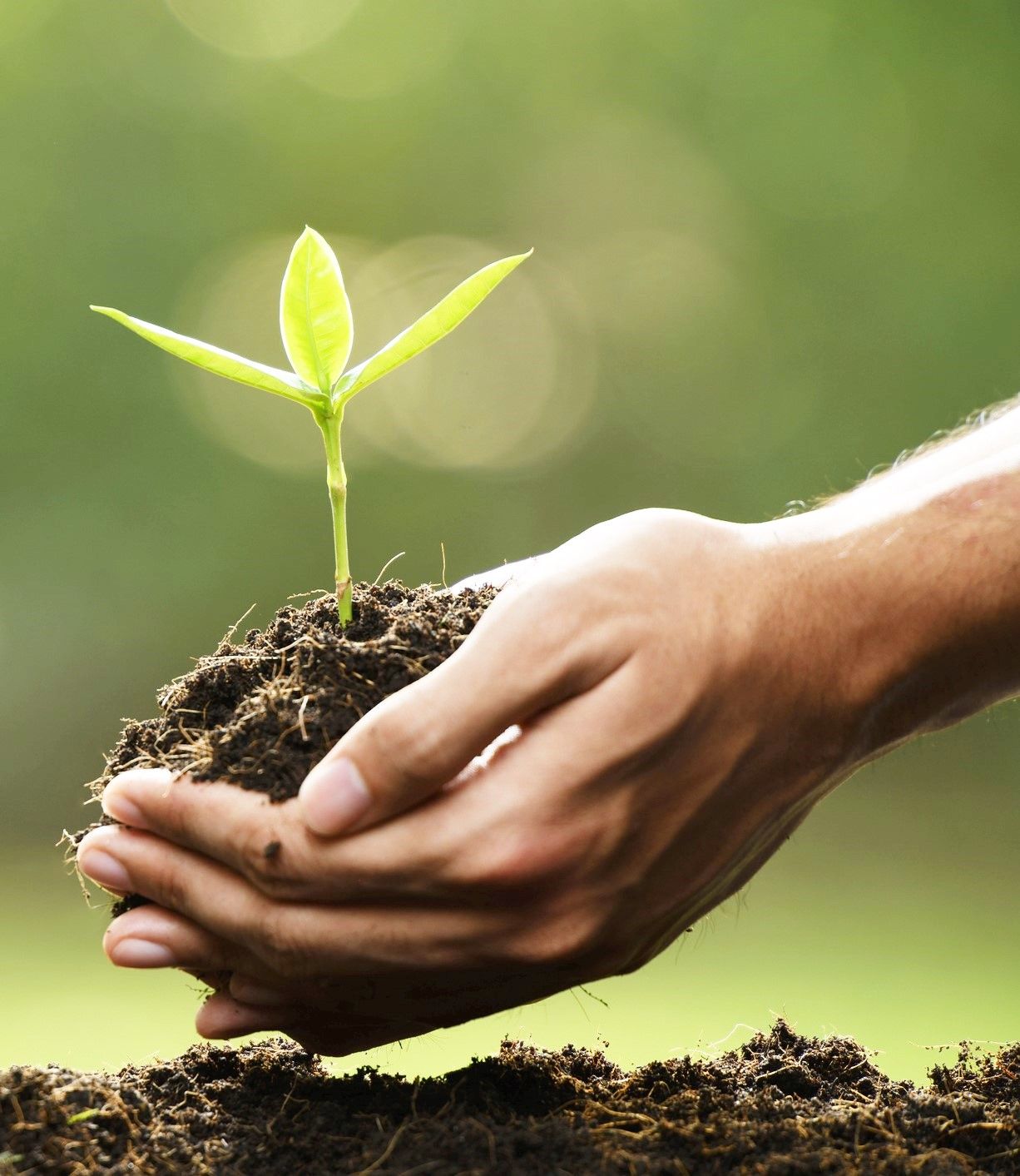 Phoenix urns donates trees for every urn that they sell