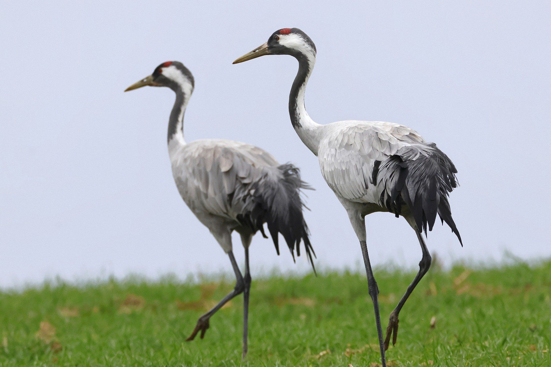 Phoenix Urnen steunt natuurmonumenten.