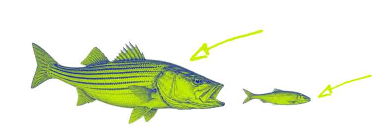 Large green fish facing a smaller fish, both outlined with yellow arrows on a white background