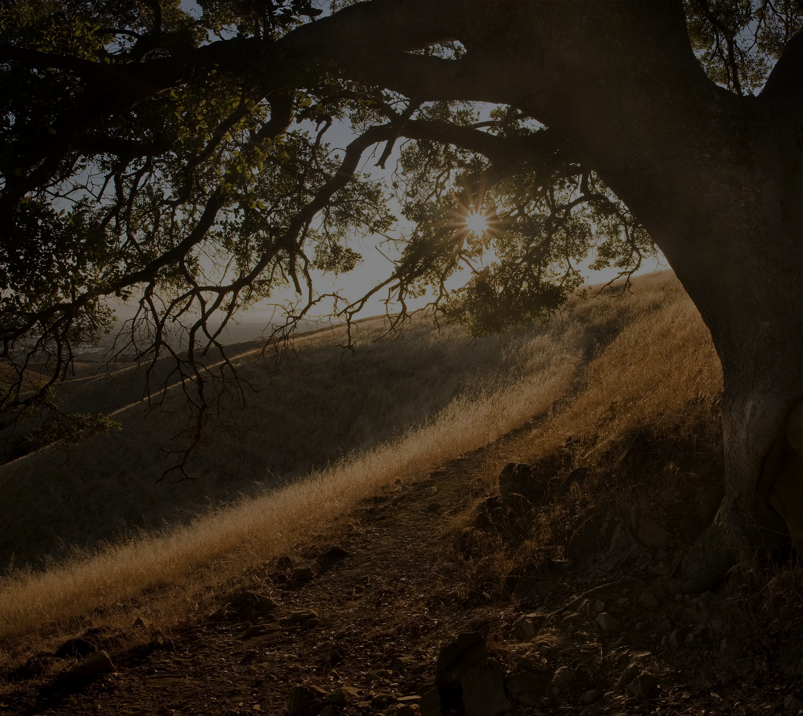 photo of large tree and grasses penn valley ca