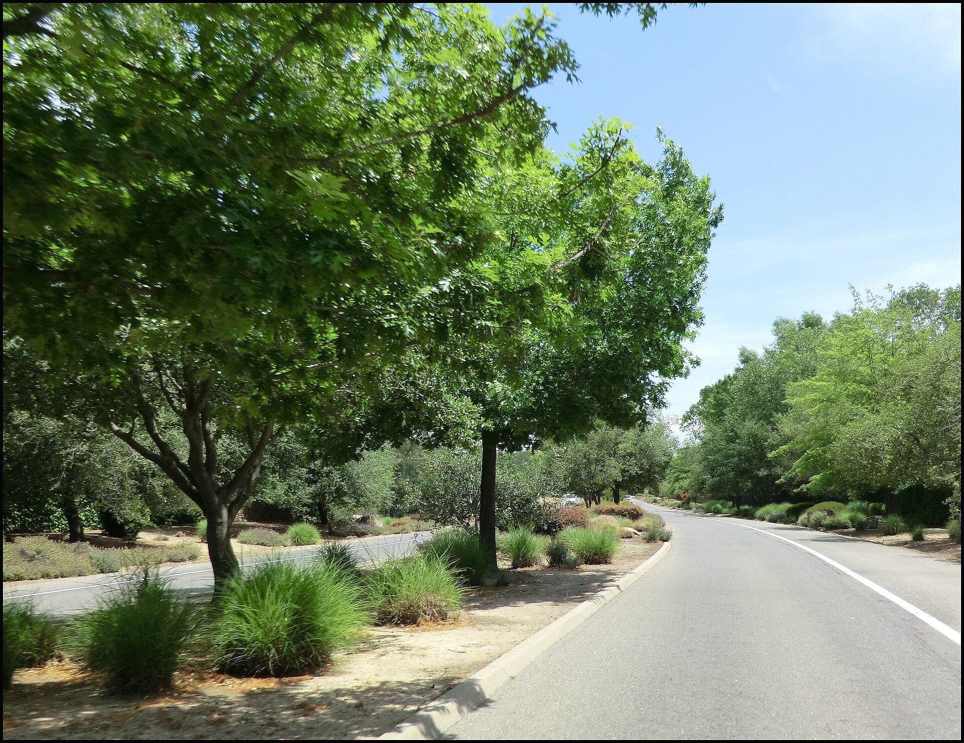 Tree-lined Roseville Parkway in Granite Bay, CA