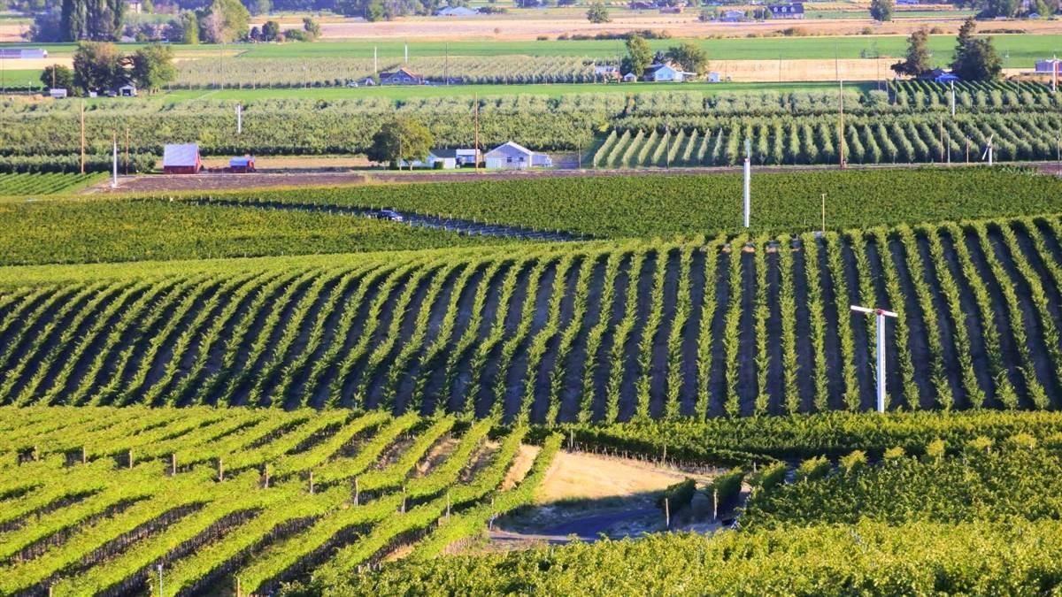 Vineyards of Walla Walla