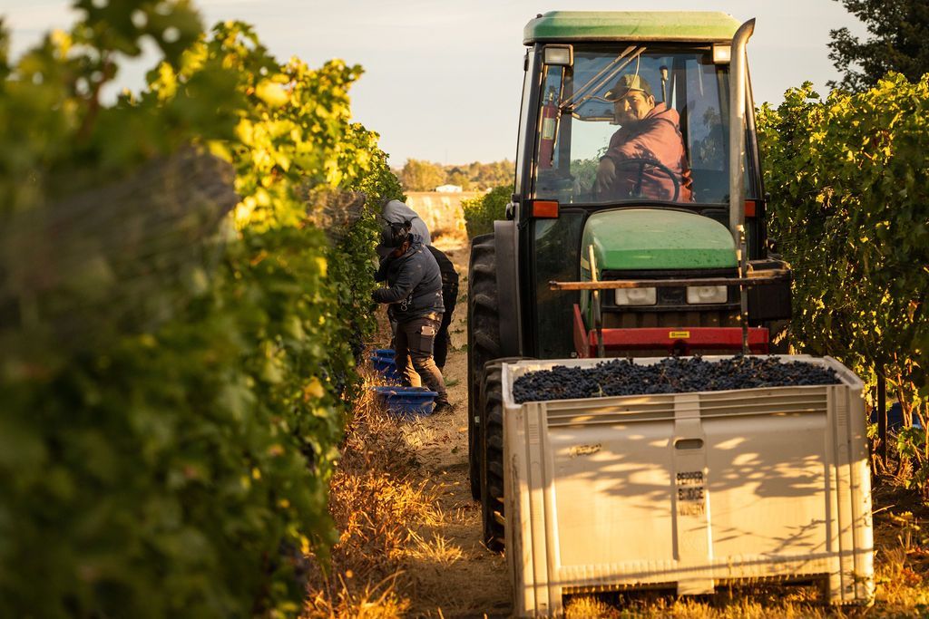 Grape Harvest - Pepper Bridge Vineyard