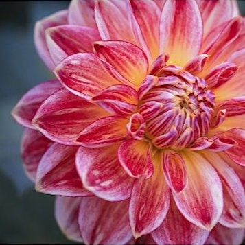 Learn floral design 