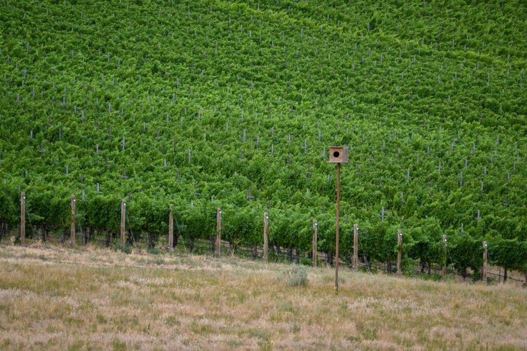 Pepper Bridge Vineyard