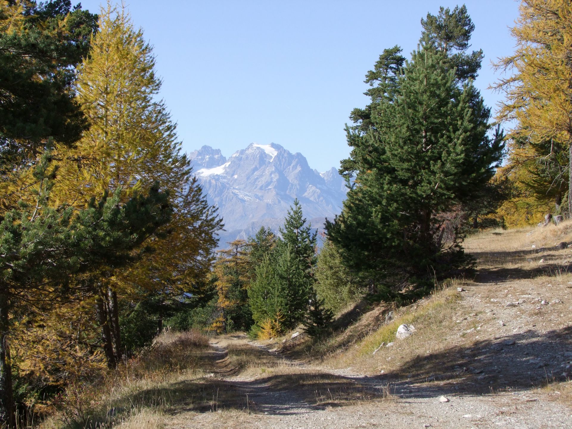 Forêt de mélèzes