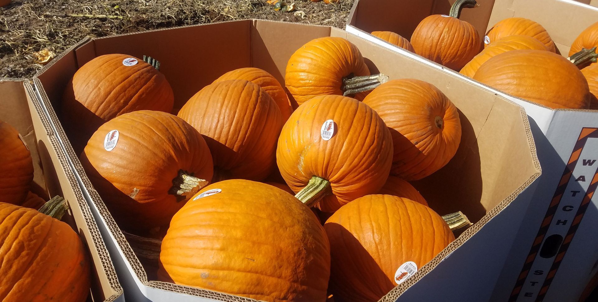 Pumpkins in cardboard boxes, orange, outdoors.
