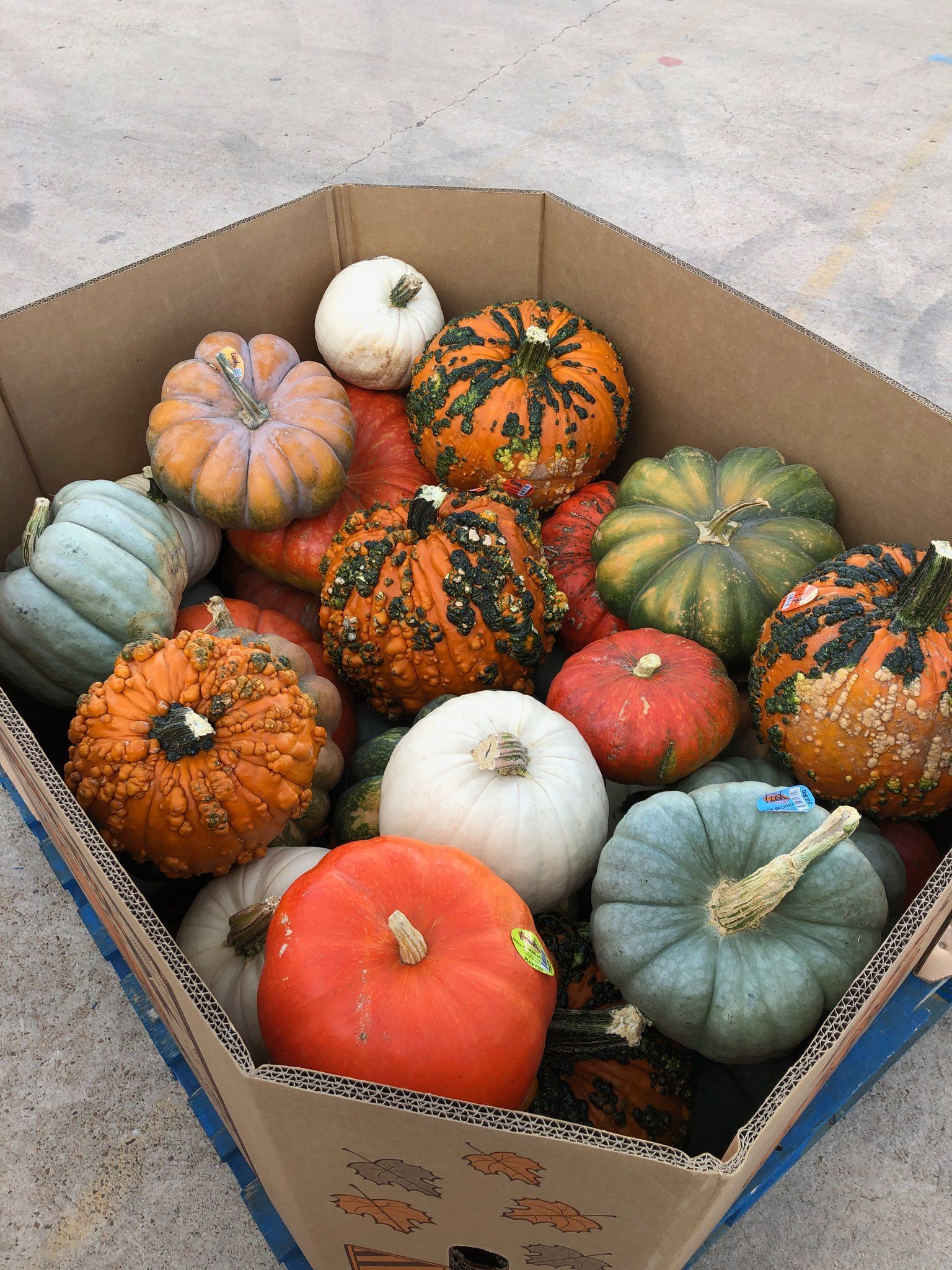 Box of colorful gourds and pumpkins.