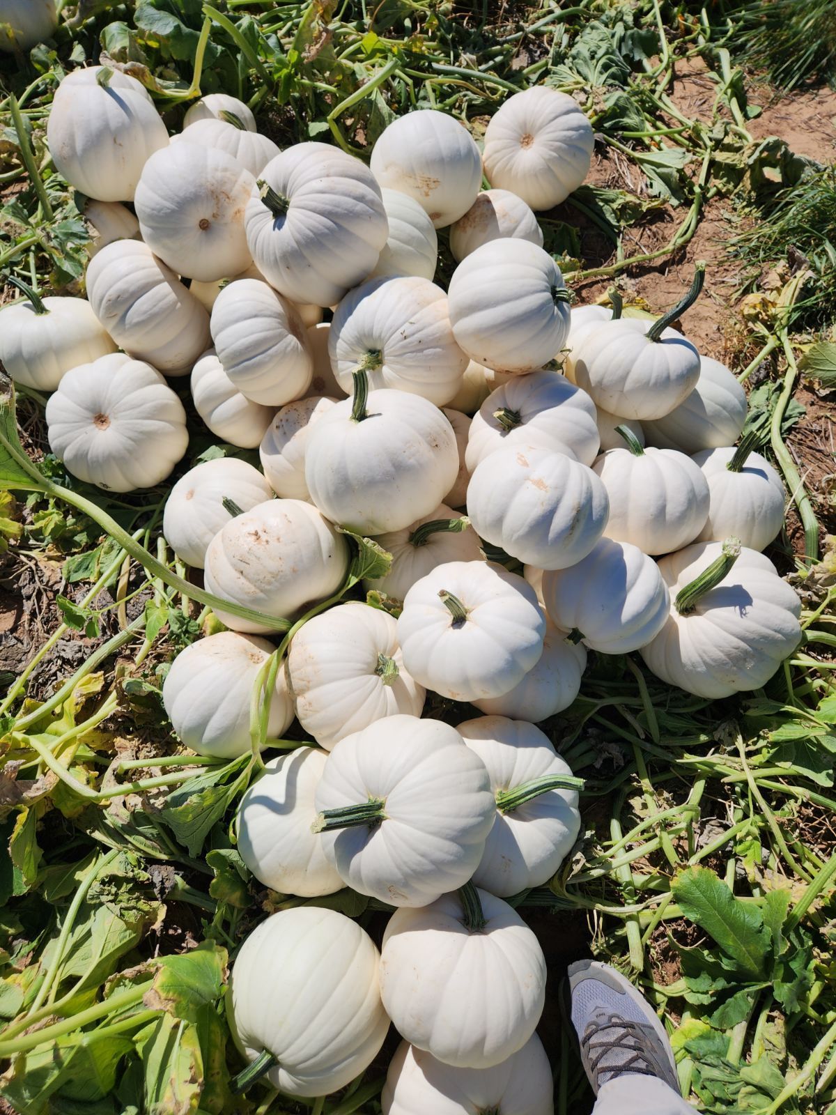 White pumpkins piled on green plants.