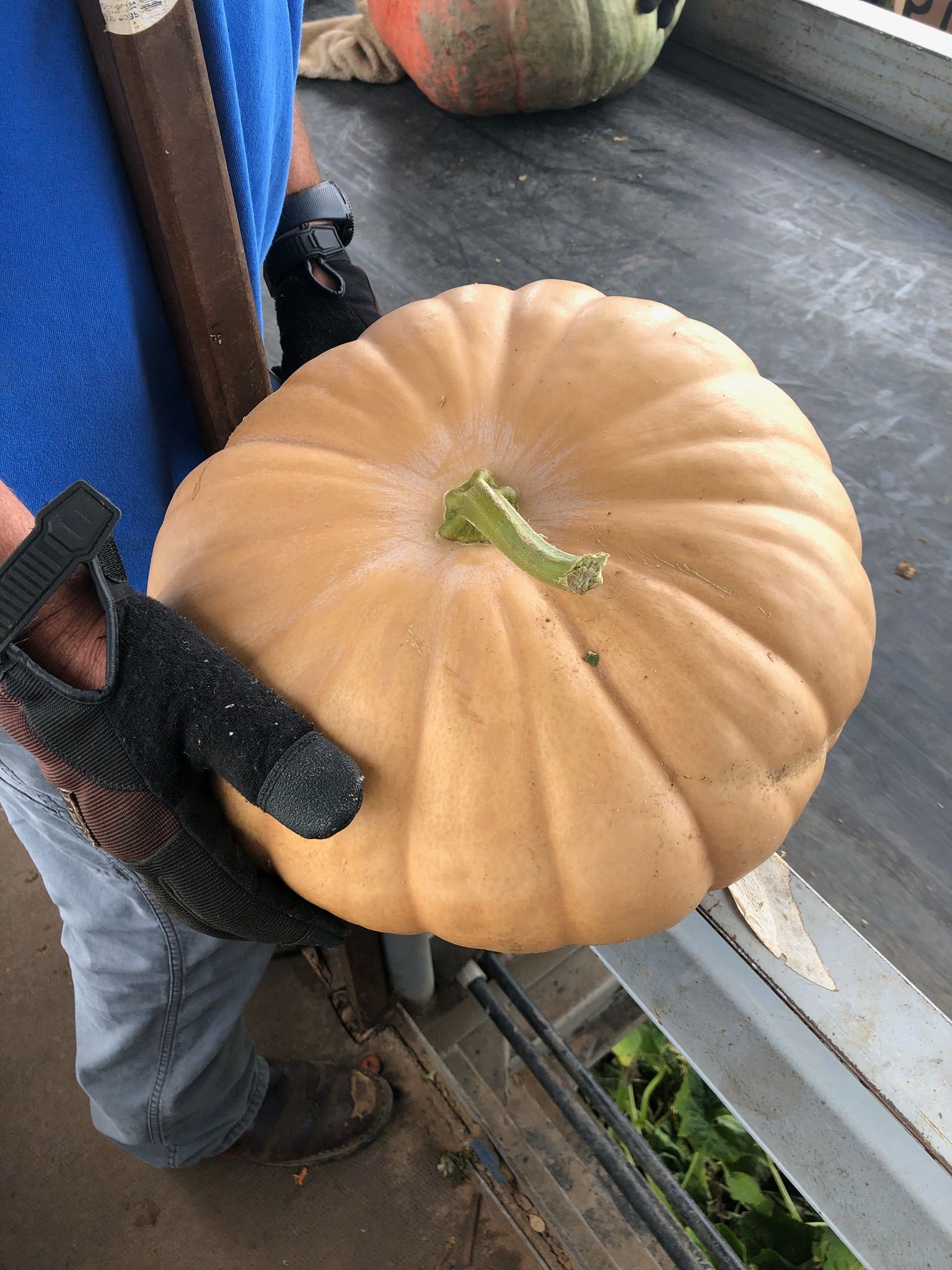 Person holding a large, light orange pumpkin with a green stem, wearing a glove.