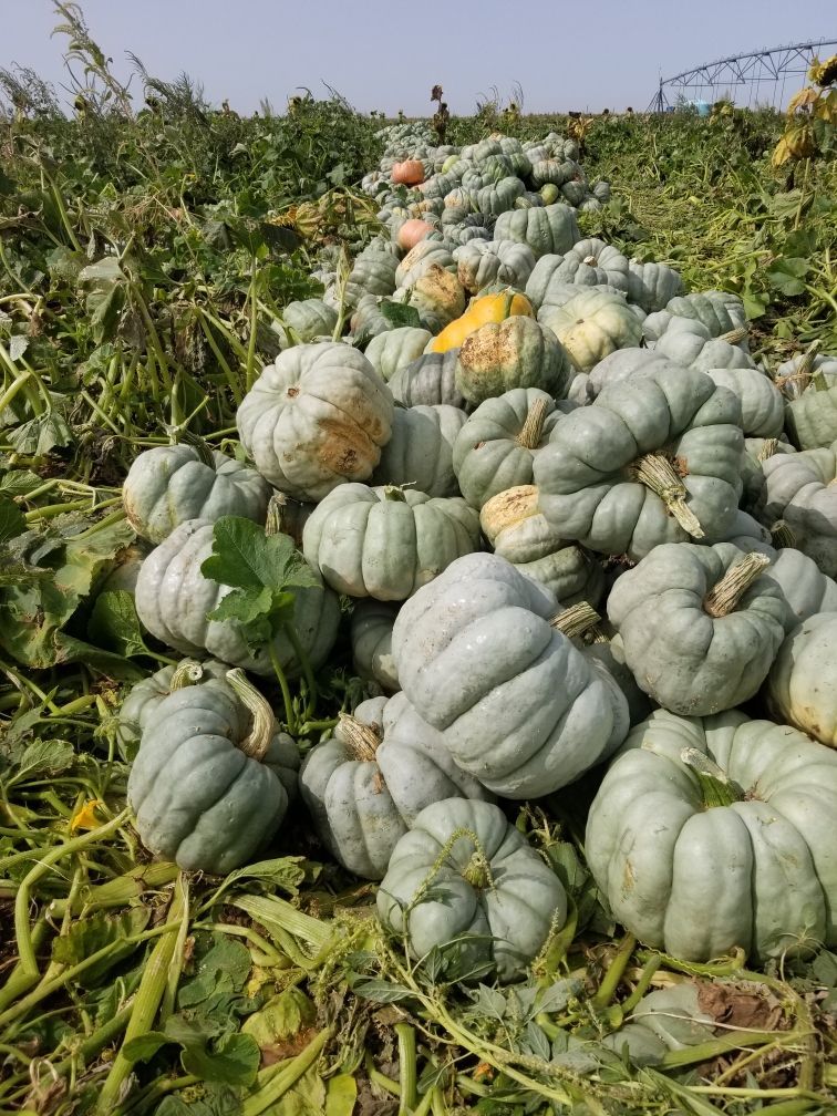 Pile of blue-gray pumpkins in a field, some with stems. Green foliage surrounds them under a blue sky.