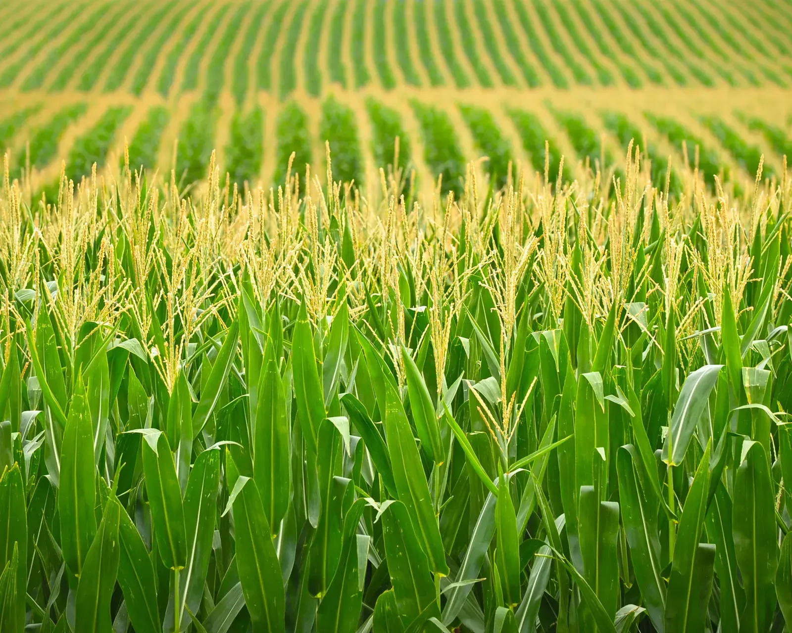 Rows of green corn stalks in a field; golden tassels at the tops, under a blue sky.