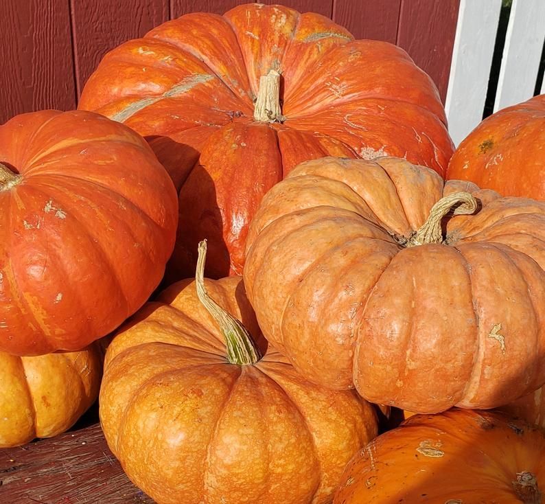 Pile of orange pumpkins in front of a red building.