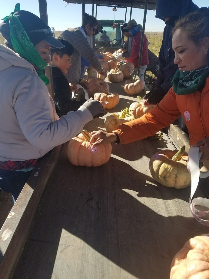 People selecting pumpkins from a wooden table outdoors under a shed; sunny day.
