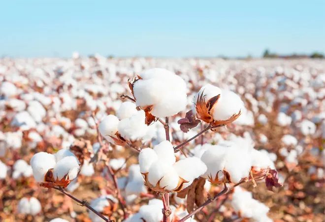 Cotton plants with fluffy white bolls in a sunlit field; clear blue sky.