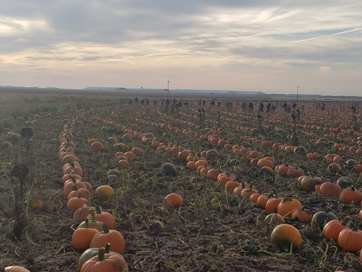 Rows of pumpkins in a field under a cloudy sky.