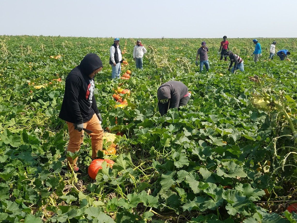 People harvesting pumpkins in a field on a sunny day.