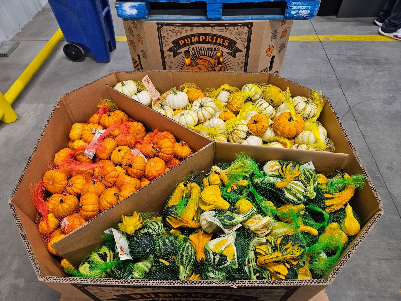 Display of colorful mini pumpkins and gourds in cardboard bins at a store.