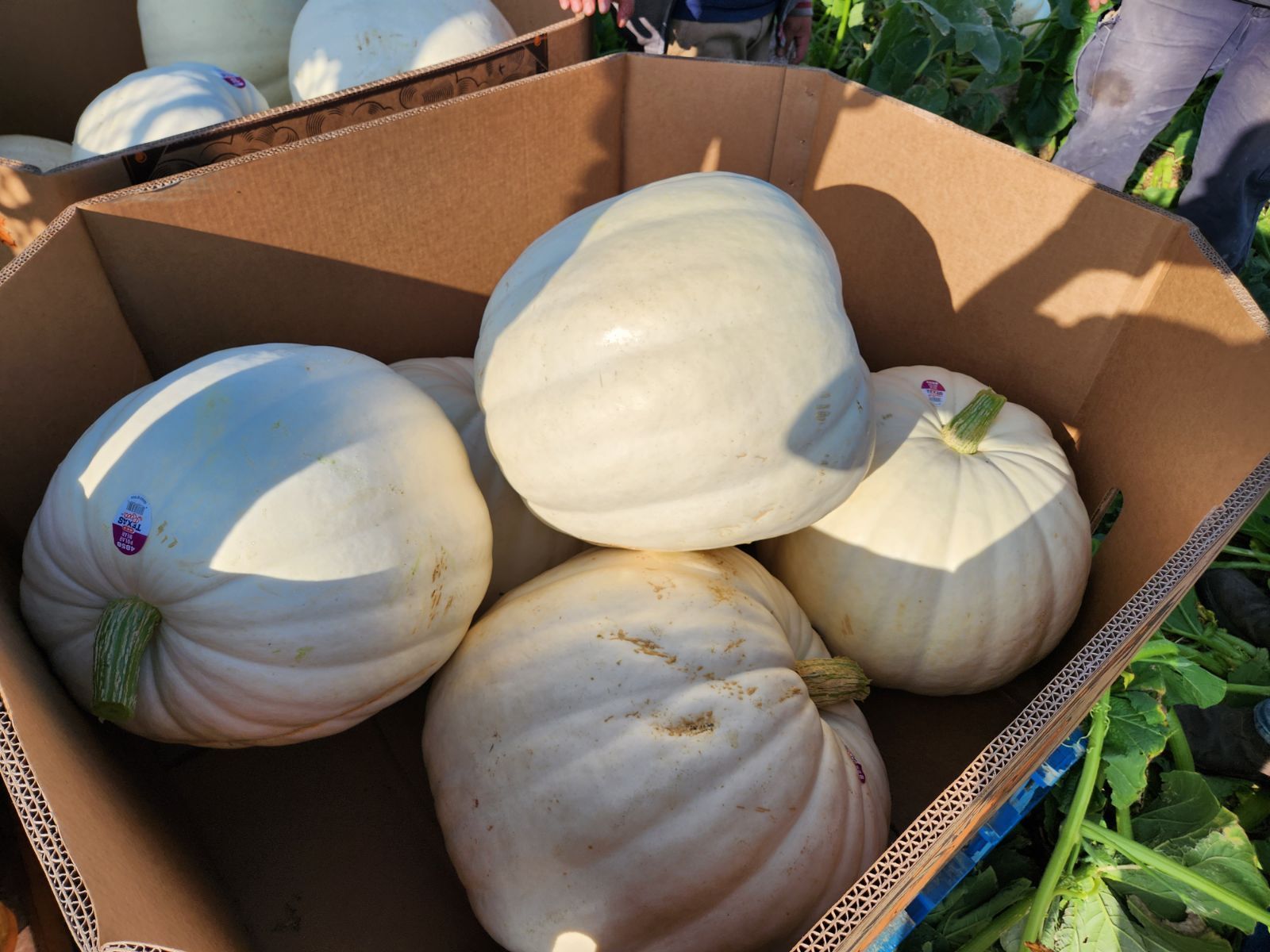 White pumpkins in a cardboard box, likely harvested in a field, under sunlight.