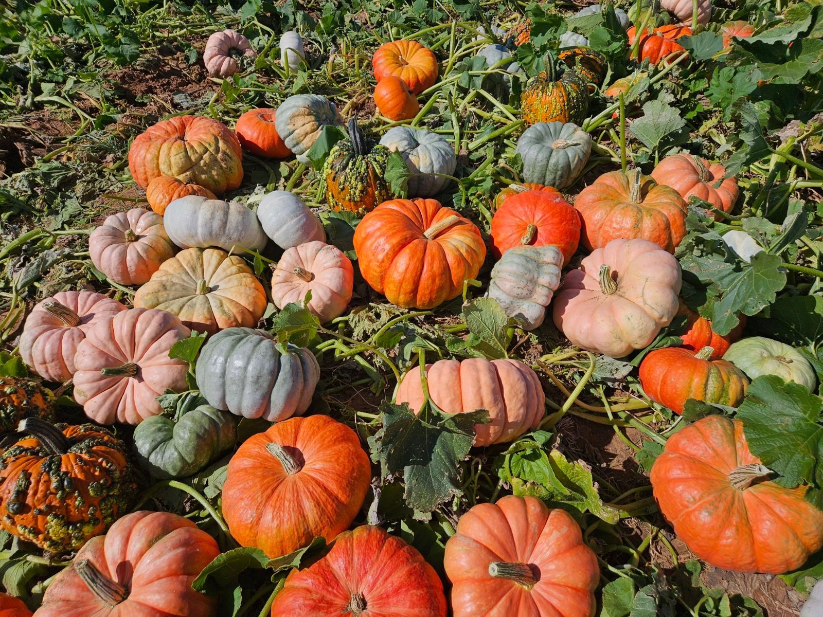 Pile of various colorful pumpkins in a field, ranging from orange to pink and blue.