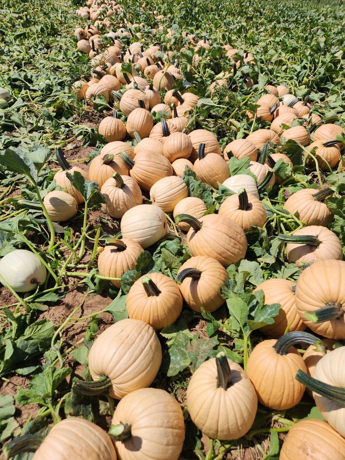 Field of tan pumpkins ready for harvest among green foliage.