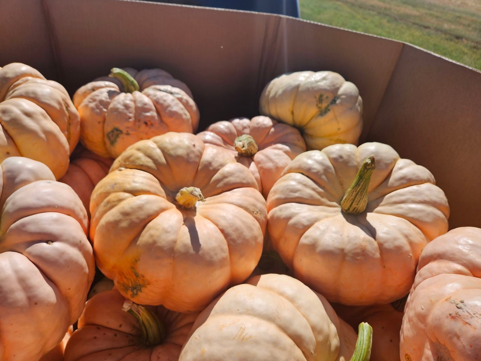 Box of small, light orange pumpkins with green stems.
